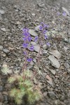 Rockslide Larkspur on scree