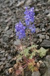 Rockslide Larkspur