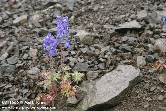 Delphinium glareosum