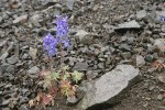 Rockslide Larkspur on scree