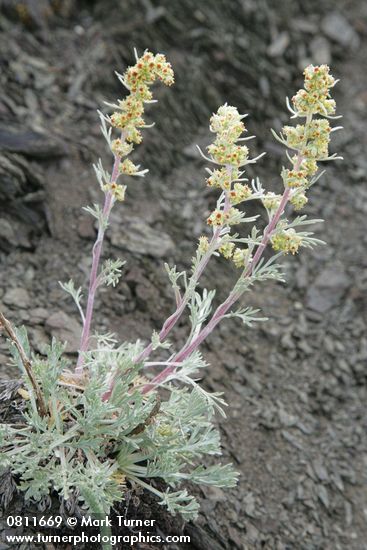 Artemisia arctica ssp. arctica