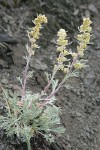 Boreal Sagebrush