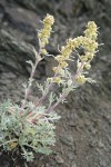 Boreal Sagebrush