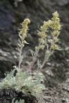 Boreal Sagebrush