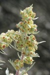Boreal Sagebrush blossoms detail