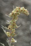 Boreal Sagebrush blossoms detail