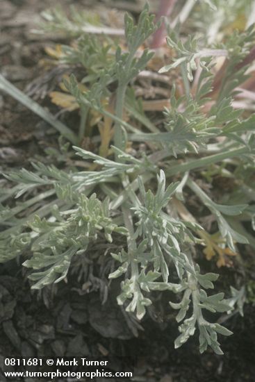 Artemisia arctica ssp. arctica