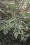 Boreal Sagebrush foliage detail