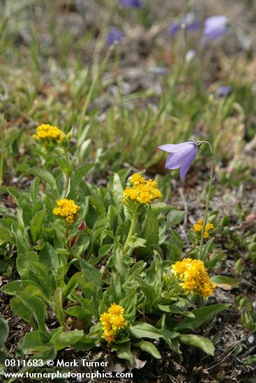 Solidago multiradiata; Campanula rotundifolia