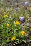 Alpine Goldenrod w/ Scotch Bluebells