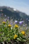 Alpine Goldenrod & Scotch Bluebells w/ mountain ridge soft bkgnd