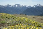 Shrubby Cinquefoil, Scotch Bluebells & Yarrow w/ Olympic Mountain ridges bkgnd