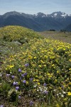 Shrubby Cinquefoil & Scotch Bluebells w/ Olympic Mountain ridges bkgnd