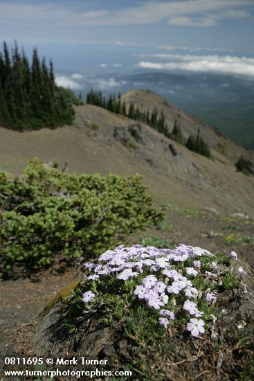 Phlox diffusa