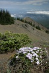 Spreading Phlox on barren rocky ridge