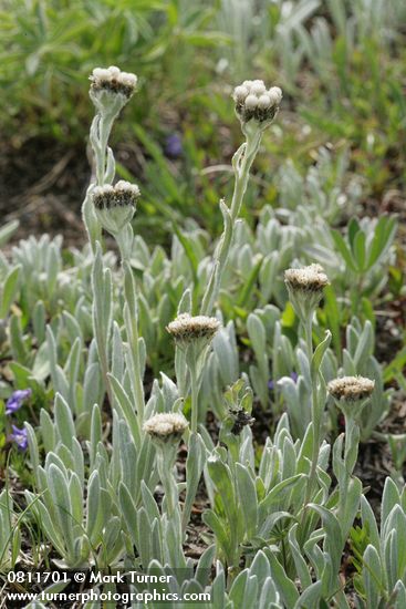 Antennaria umbrinella