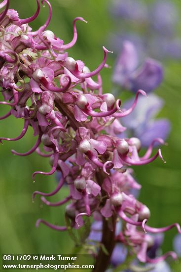 Pedicularis groenlandica