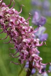 Elephant's Head Lousewort blossoms detail