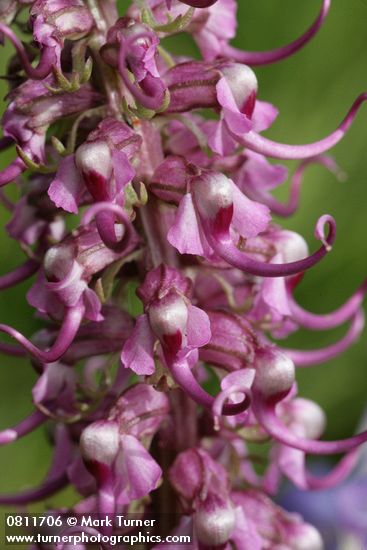 Pedicularis groenlandica