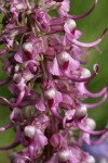 Elephant's Head Lousewort blossoms detail