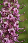 Elephant's Head Lousewort blossoms detail