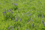 Broadleaf Lupines & White Bog Orchids in moist meadow