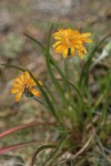 Orange Agoseris