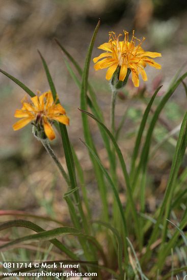 Agoseris aurantiaca