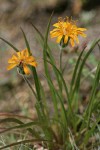 Orange Agoseris