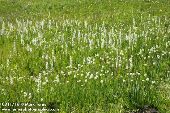 Platanthera dilatata var. dilatata; Tofieldia glutinosa