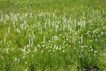 White Bog Orchids & Western False Asphodel in moist meadow