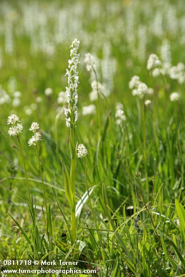 Platanthera dilatata var. dilatata; Tofieldia glutinosa