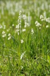 White Bog Orchids & Western False Asphodel in moist meadow