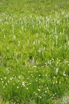 White Bog Orchids & Western False Asphodel in moist meadow