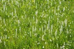 White Bog Orchids & Western False Asphodel in moist meadow
