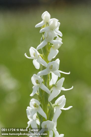 Platanthera dilatata var. dilatata