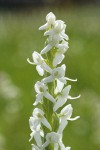 White Bog Orchid blossoms detail