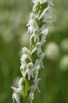 White Bog Orchid blossoms