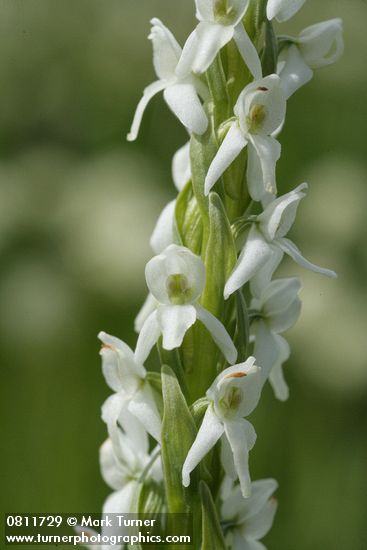 Platanthera dilatata var. dilatata