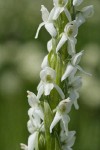 White Bog Orchid blossoms detail