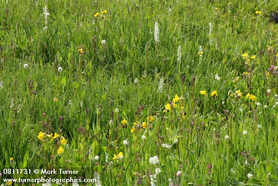 Platanthera dilatata var. dilatata; Mimulus tilingii