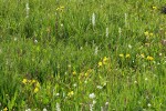 White Bog Orchids & Mountain Monkeyflowers in moist meadow