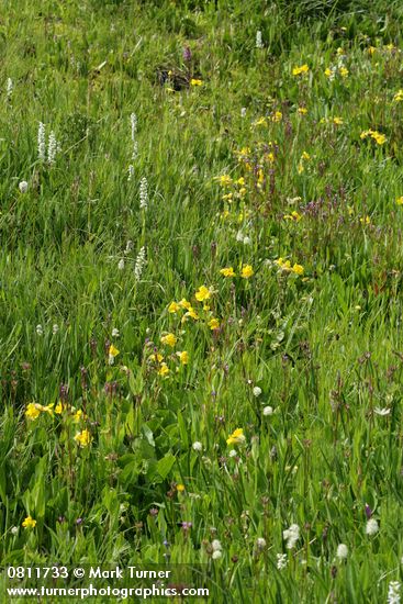 Platanthera dilatata var. dilatata; Mimulus tilingii