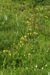 White Bog Orchids & Mountain Monkeyflowers in moist meadow