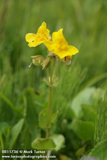 Mimulus tilingii