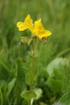 Mountain Monkeyflower