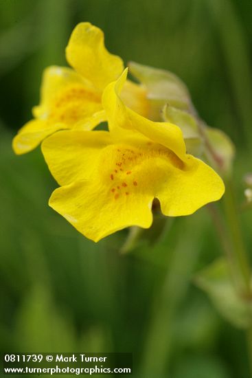 Mimulus tilingii