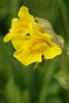 Mountain Monkeyflower blossom detail