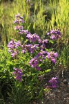 Cascades Penstemon, backlit