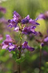 Cascades Penstemon blossoms detail